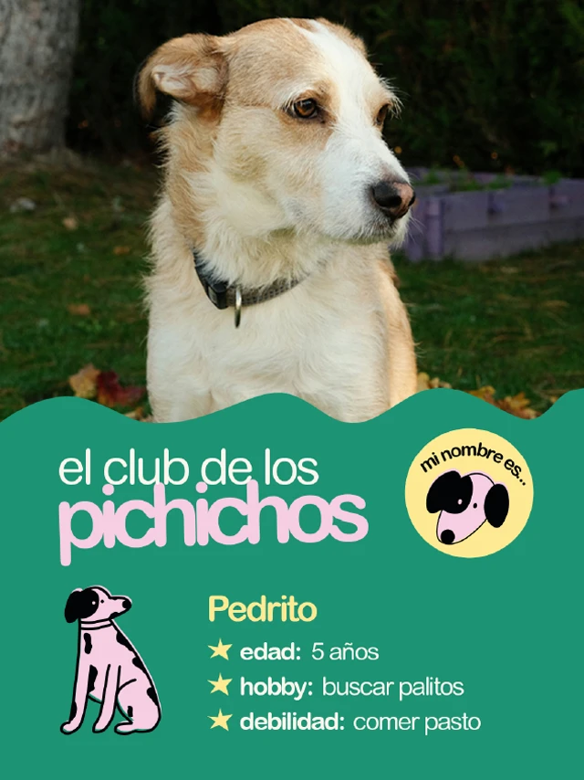 Posteo de redes sociales de Mel sobre el club de los pichichos, con ilustraciones de perros y consejos de paseo