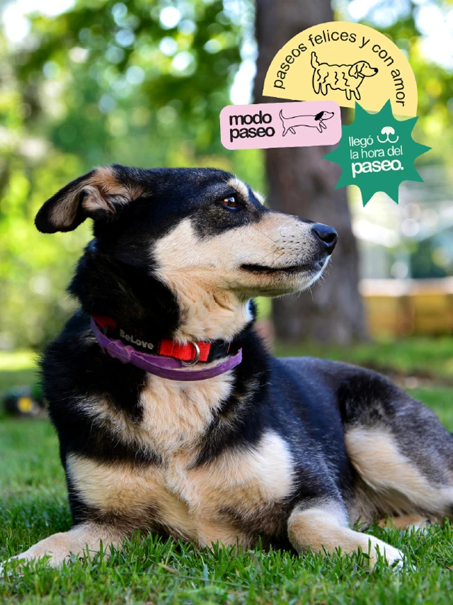 Posteo de redes sociales con consejos para pasear perros, acompañado por la fotografía de un perro