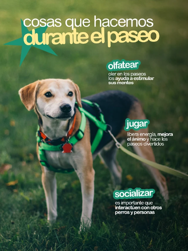 Posteo de Mel sobre las actividades que los perros realizan durante un paseo, como olfatear, jugar y socializar