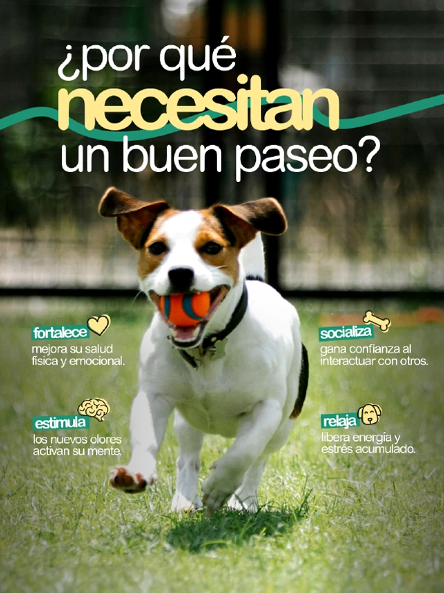Posteo de redes sociales sobre la importancia de los paseos para los perros, con un perro corriendo en el parque