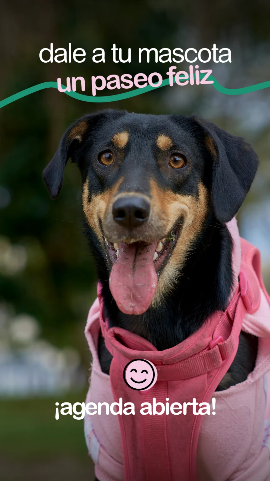 Story de Mel, paseadora de perros, invitando a agendar un paseo con una fotografía de un perro