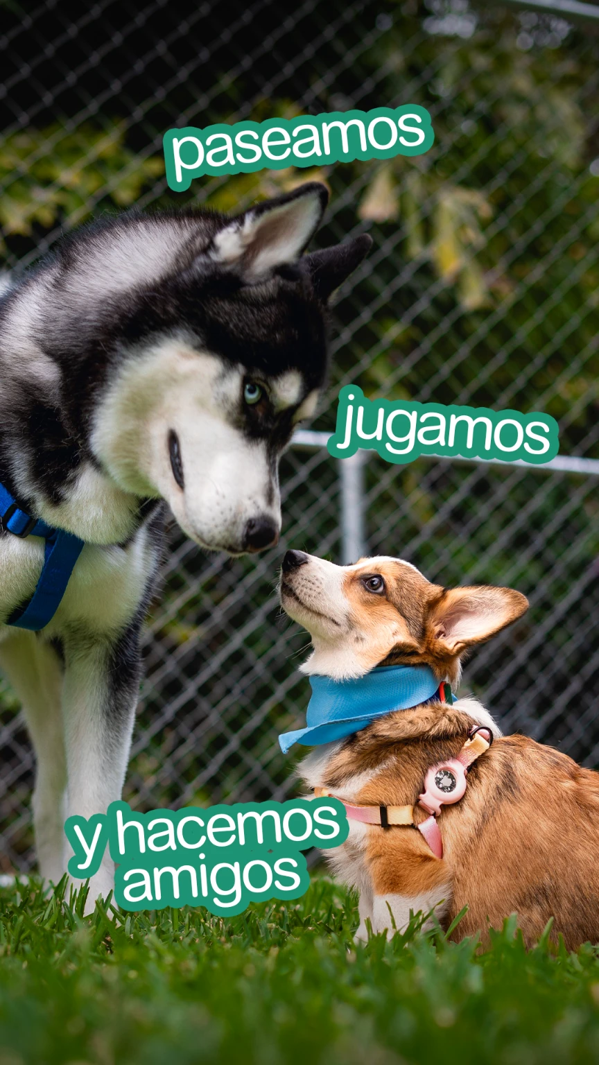 Story de Mel, paseadora de perros, mostrando perros paseando, jugando y socializando